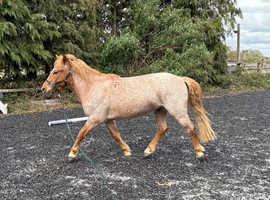 3 year old new forest gelding