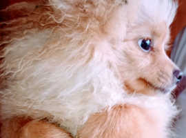 Teddy bear Pomeranian puppy