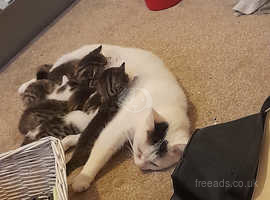 Mother and her kittens
