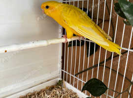 Semi Tame Lutino Lineolated parakeet