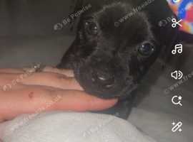 One boy patterdale