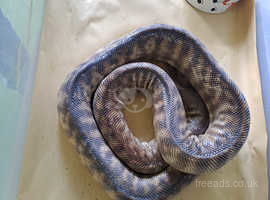 Adult pair of proven woma pythons