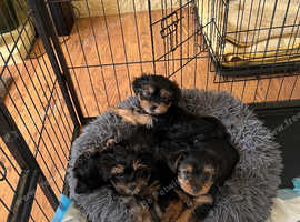 Yorkie puppies