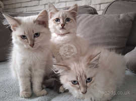 Pure breed Siberian Neva Masquerade kittens