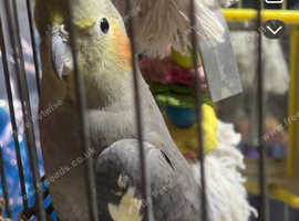 Female cockatiel not tamed