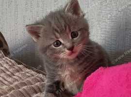ABSOLUTELY BEAUTIFUL RUSSIAN BLUE KITTEN