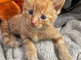 5 kittens available in 2 weeks