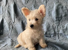 Gorgeous westipoo puppy - 1 boy left