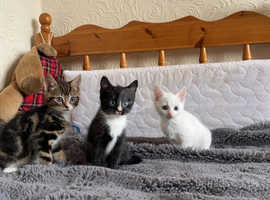 3 adorable different coloured kittens