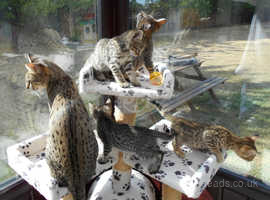 Stunning Purebred Savannah Kittens  - READY NOW!