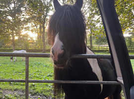 **No Timewasters**LOOKING FOR A NEW FOREVER HOME