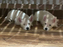 2 Westie Girls (NOT KC REG)