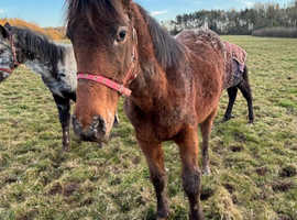 Appaloosa filly for sale