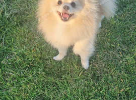 Beautiful cream/white pomeranian