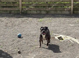 Old Tyme Bulldog puppy