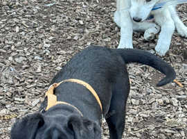 2 pups