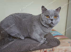 GCCF Active Registered BSH Boy
