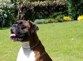 Boxer stud
