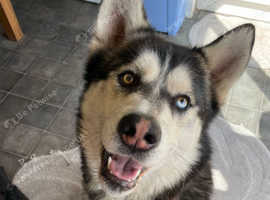 Husky