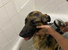 Alsatian dog