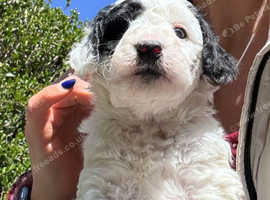 Last gorgeous double doodle Bordoodle girl will be ready to go on 7th May