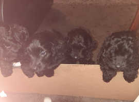 3 sproodles for sale