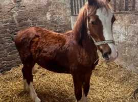 Registered Welsh D colt