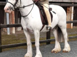 Pony 13.1hh