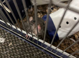 3 rats and cage for sale