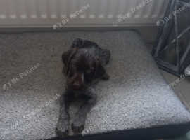Gorgeous boy for sale