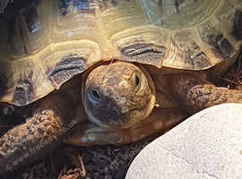 Horsefield Tortoise in Cardiff on Freeads Classifieds - Tortoises ...