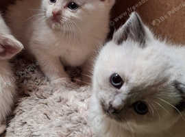 Birman x BSH Kittens