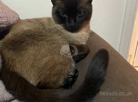 Handsome Burmese boy Milo 18 month old is ready for his new and forever home