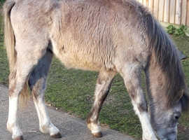 Welsh section b colt