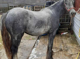 Grey cob filly currently 13hh