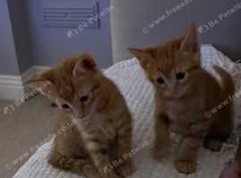 Three Tonkinese mix kittens left