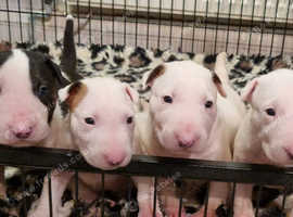 bullyview puppies for sale