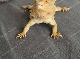 Boy beared dragon