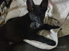 Last German Shepherd Pup from Litter.   *Pure Black Boy**. Reduced £550! **READY NOW**