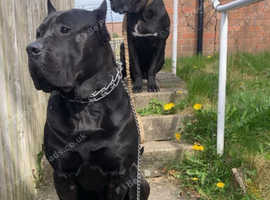 Presa Canario
