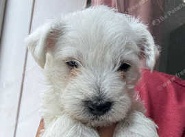 Westiepoos for sale 2 left!
