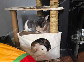 2 Netherland dwarf and 2 French lop Bunnies