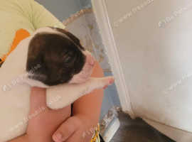 american bulldog puppies