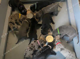 Great danes for sale in store south yorkshire