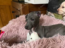 KC registered Italian greyhound puppies for sale
