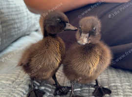 2 Cayuga Ducklings