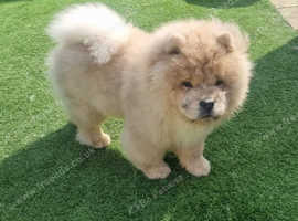 Chow chows for sale near me best sale