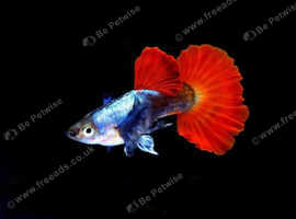 Platinum dumbo ear guppies