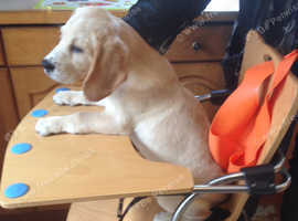 Golden Retriever Dogs And Puppies Wanted Uk Find Dogs And