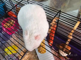 Female hamster for sale